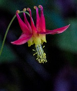 Aquilegia formosa - Columbine 12-0266